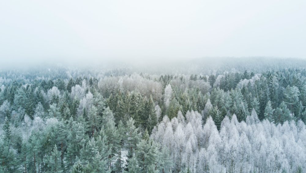 Winter trees