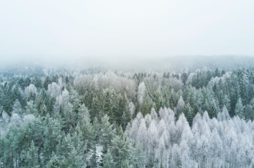 Winter trees